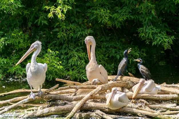 野鳥ペリカン野生生物の世界