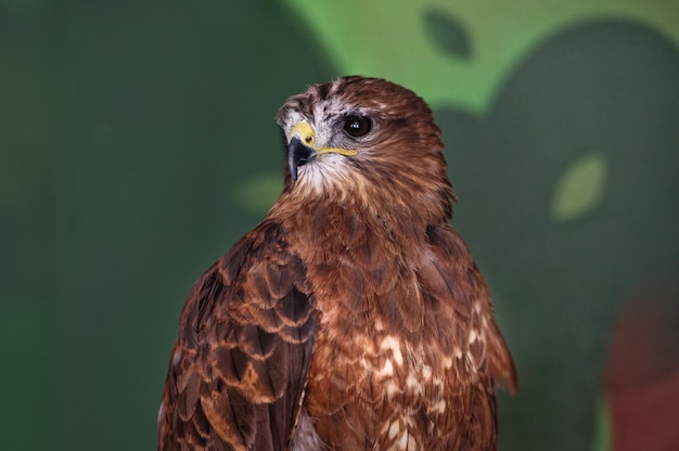 The wild bird of prey buzzard Buteo buteo looks to the left in the zoo enclosure. Portrait, close up