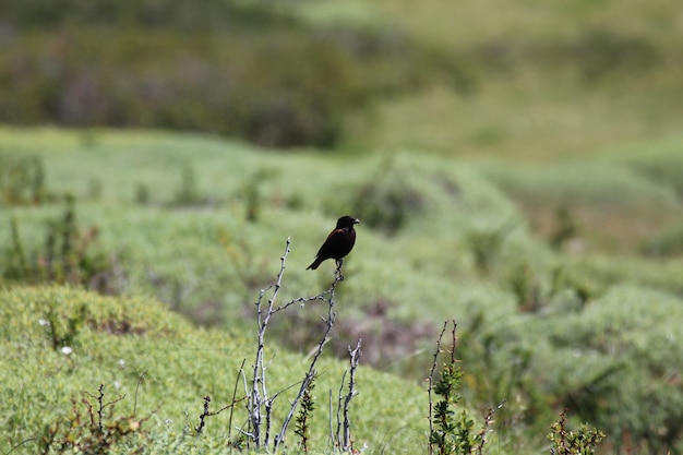 Wild bird standing on small stick over a field of bushes