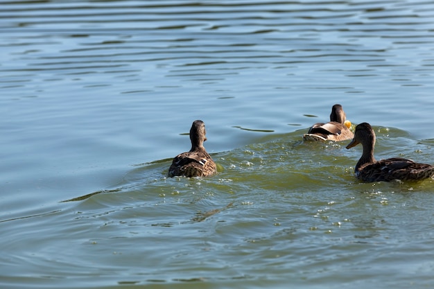 Wild birds ducks in their natural habitat