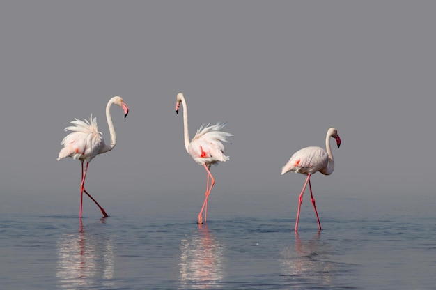 Дикие птицы Группа птиц розовых африканских фламинго гуляют по голубой лагуне на солнечном