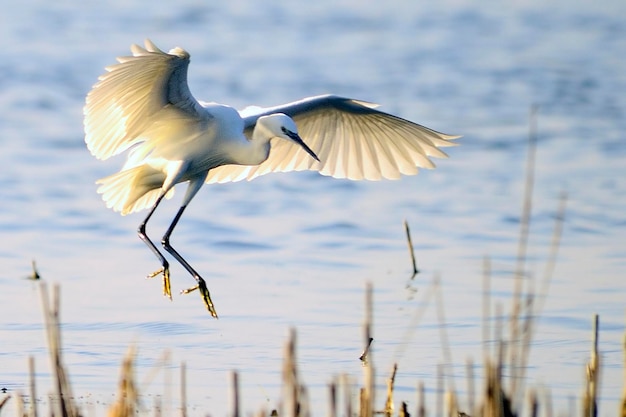 自然界の真ん中で自由に野鳥。