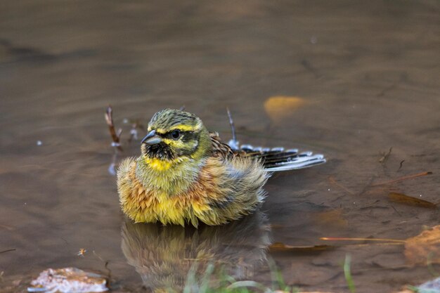 自然界の真ん中で自由に野鳥。