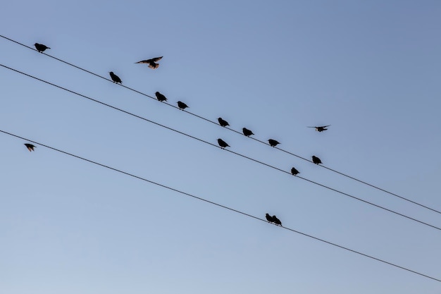 Дикие птицы сидят на электрических проводах во время отдыха