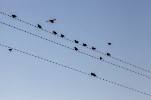 野鳥は休んでいる間電線の上に座ります