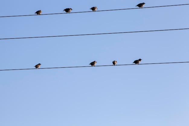 Wild birds sit on electric wires while resting