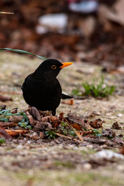 自然環境の中の野鳥自由の中の鳥