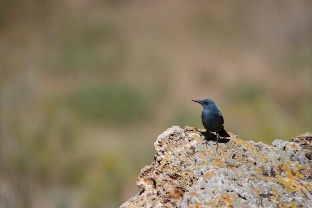 自然環境の中の野鳥自由の中の鳥