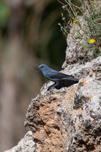 自然環境の中の野鳥自由の中の鳥