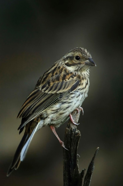 自然環境の中の野鳥自由の中の鳥