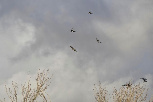 Wild birds in their natural environment birds in freedom