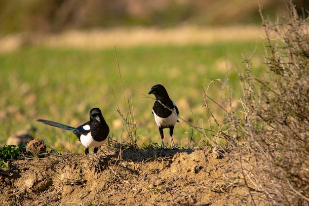 Wild birds in their natural environment birds in freedom