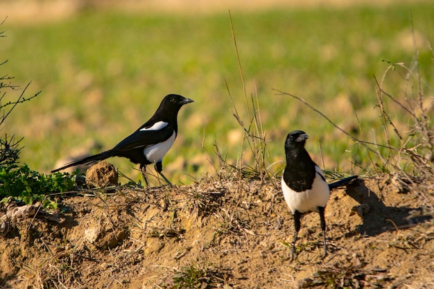 Wild birds in their natural environment birds in freedom