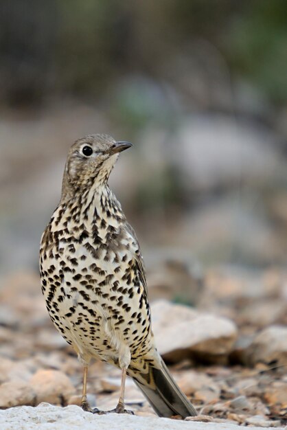 自然環境の中の野鳥自由の中の鳥