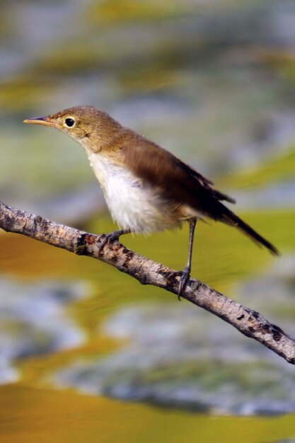 自然環境の中の野鳥自由の中の鳥