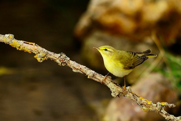 自然環境の中の野鳥自由の中の鳥