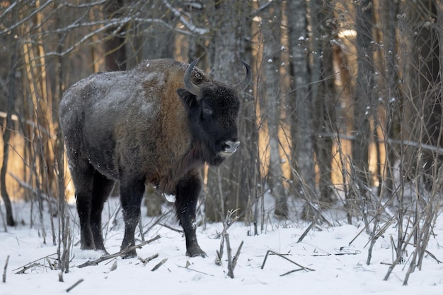 Photo wild bison in a forest reserve closeup in winter