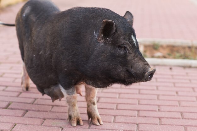 Photo wild black boar or pig close up. wildlife in natural habitat