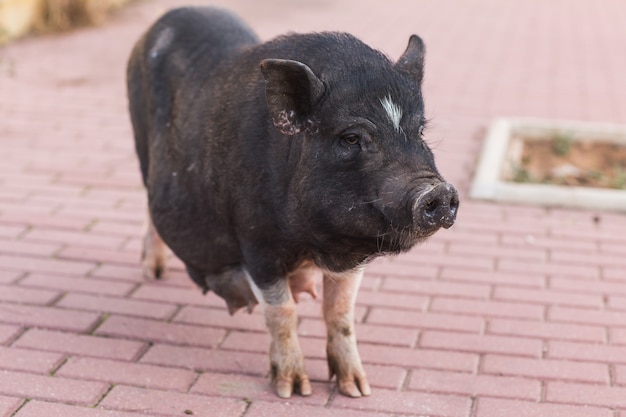 Wild black boar or pig walking on meadow. 