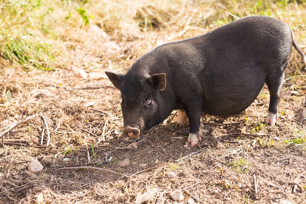 Wild black boar or pig walking on meadow