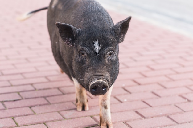 Wild black pig walking on the meadow