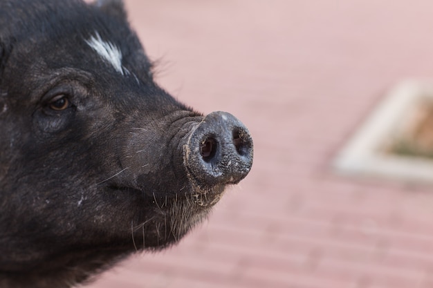 Wild black pig walking on the meadow