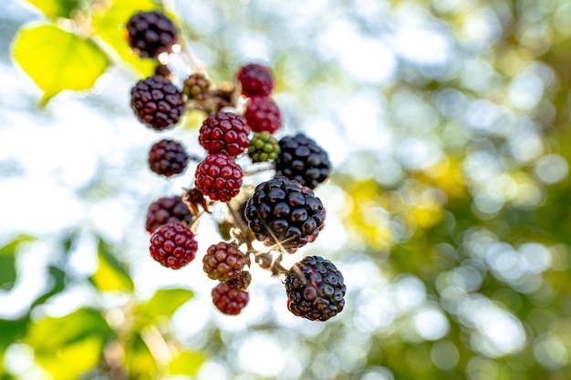 Wild blackberries growing in the hedgerow in the evening sun