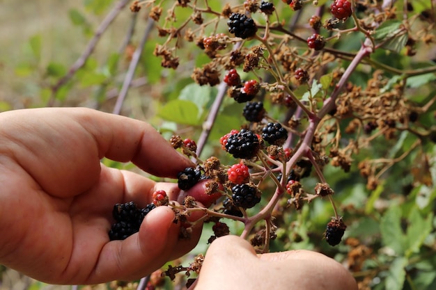 Wild blackberries ready to pick