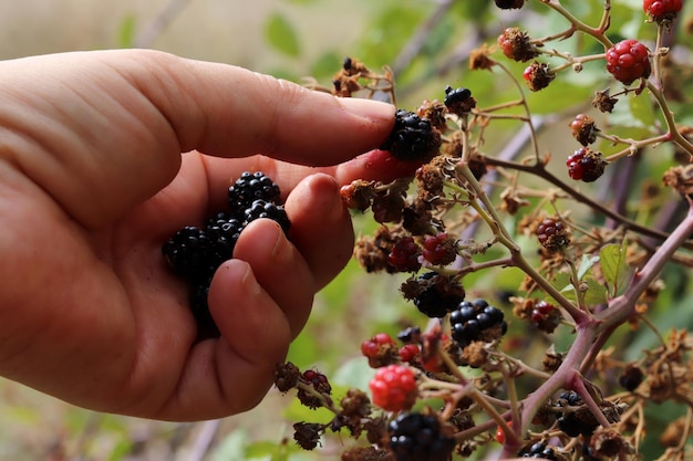 Wild blackberries ready to pick