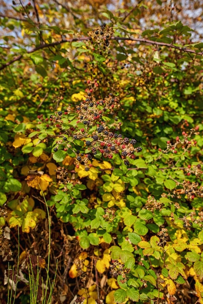 Wild Blackberries ripe grows on the bush. Berry background.