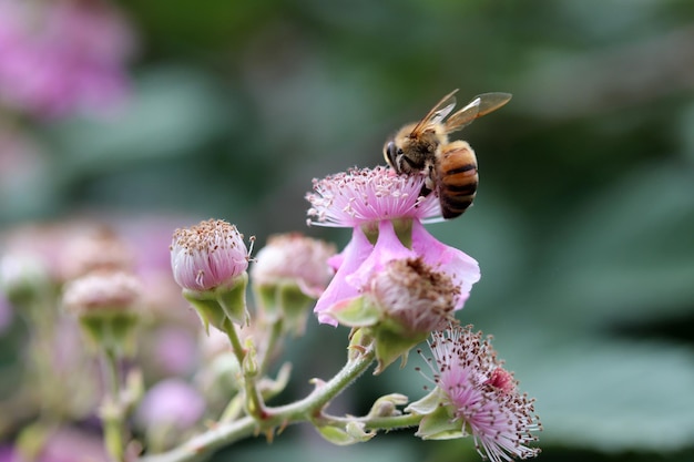 ピンクの花に野生のブラックベリーの花蜂