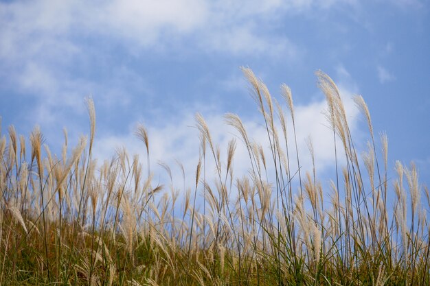 雲と背景の空の自然の中で草原の野生の咲く草