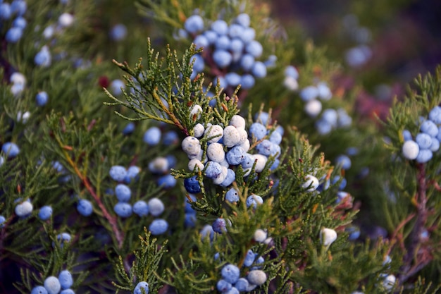 Wild blue berries grow in the forest on the Bush. Edible berries of wild nature