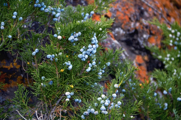 Wild blue berries grow in the forest on the Bush