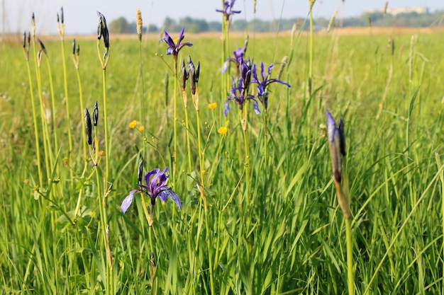 Wild blue iris flowers