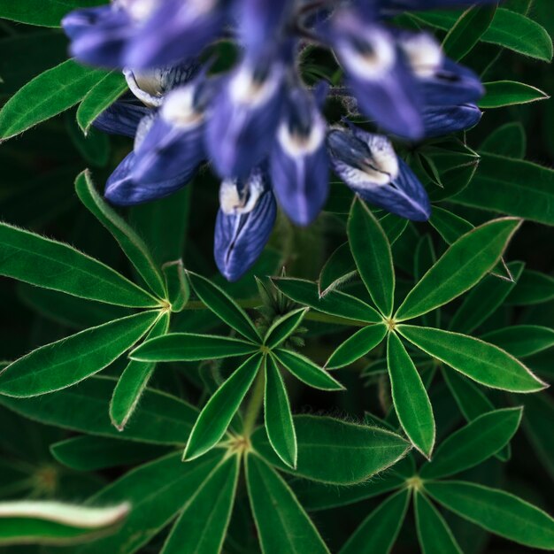 Wild blue lupine blooming in in summer