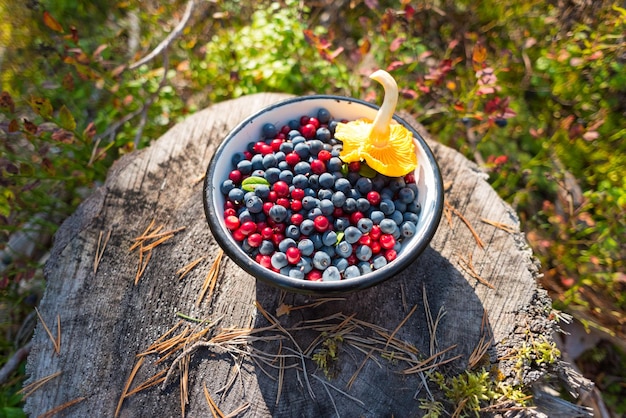 Wild blueberries and lingonberries with chanterelle mushroom in bowl on stump in forest