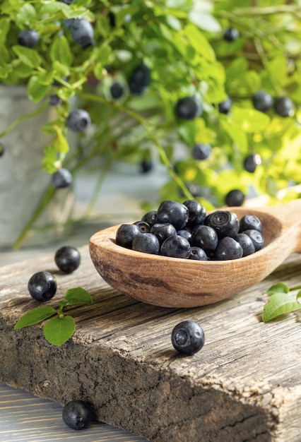 Wild blueberries in wooden spoon on old wooden board on green branches with berries backdrop