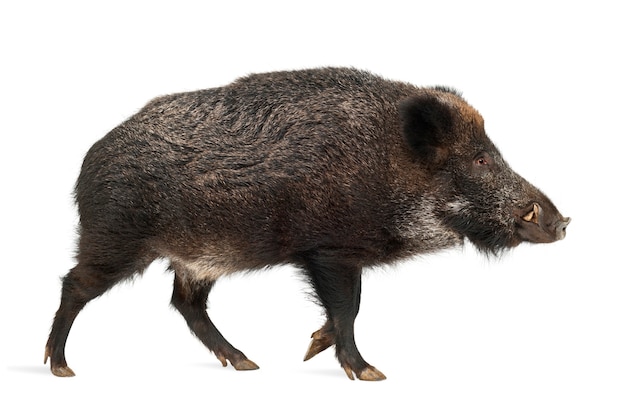 Wild boar also wild pig isolated