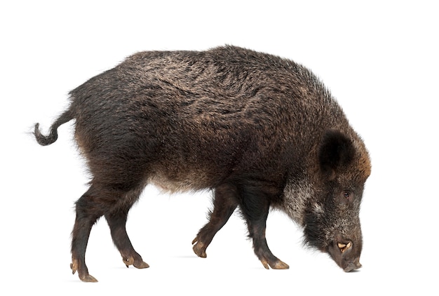 멧돼지, 또한 야생 돼지, Sus scrofa, 15세, 흰색 배경