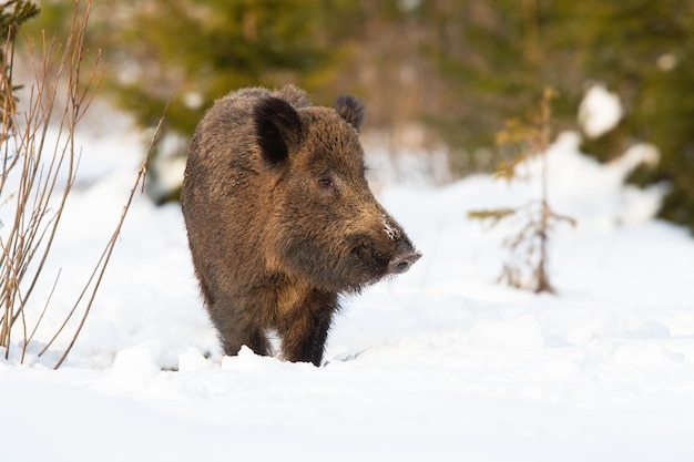 Wild boar approaching on snowy glade in winter nature