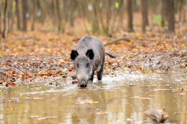 Wild boar in autumn forest