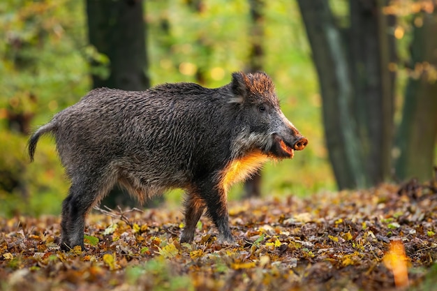 Wild boar chewing on golden leaves in autumn sunrise