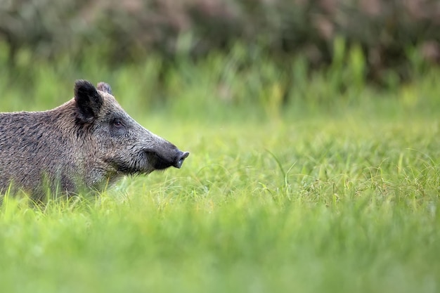 Wild boar in a clearing