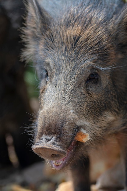 멧돼지, 일반 야생 돼지, 유라시아 야생 돼지 또는 야생 돼지 (Sus scrofa) Almeria, Spain