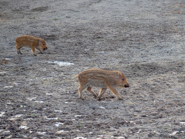 Wild boar, common wild pig, Eurasian wild pig or wild pig (Sus scrofa) Stockholm, Sweden