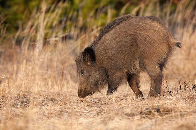 秋の自然の乾燥した牧草地で鼻でイノシシを掘る