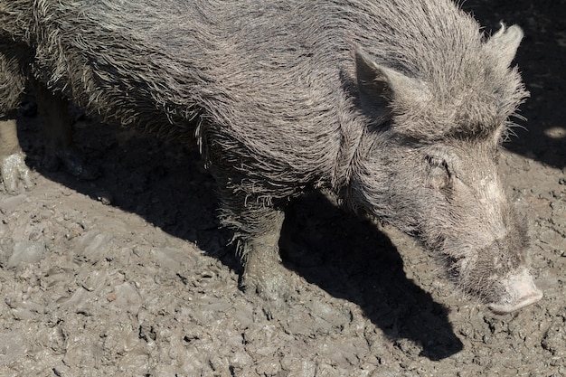 Wild boar on dirt mud area