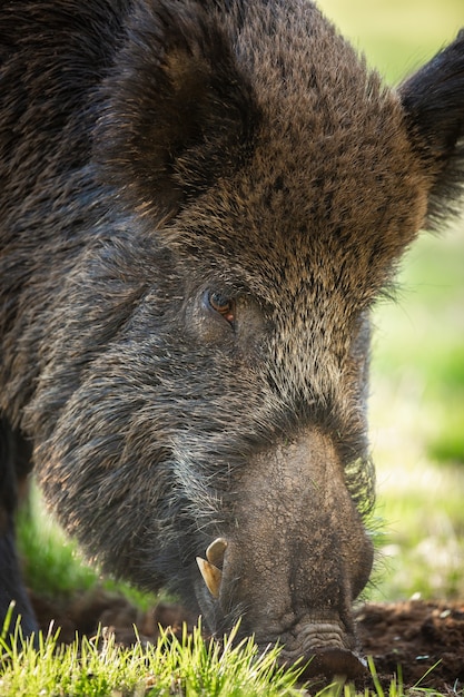 Wild boar feeding on meadow in summer nature in detail.