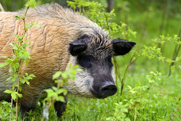 Cinghiale nel bosco in primavera